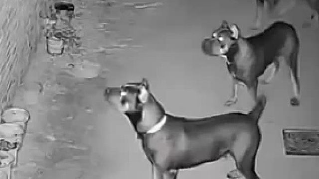 黑衣人好不容易翻进来 结果差点吓尿