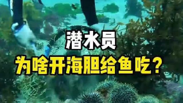 潜水员为啥开海胆给鱼吃？