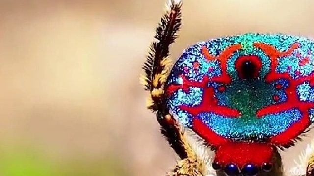 请欣赏小动物的舞姿吧