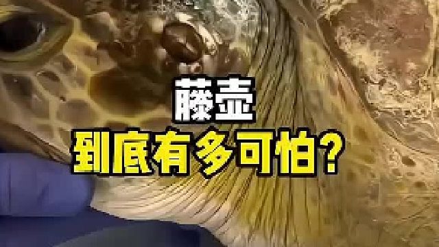 藤壶为啥那么可怕？