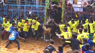 極限逗牛挑戰(zhàn)，誰(shuí)能摸到牛頭的次數(shù)最多，就能贏得百萬(wàn)盧比