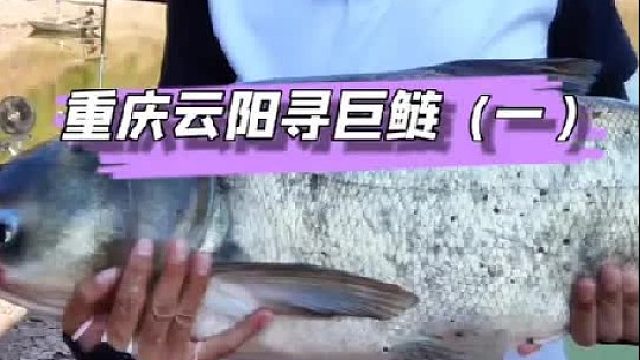 重庆云阳探钓野生巨型鲢鳙。（一）