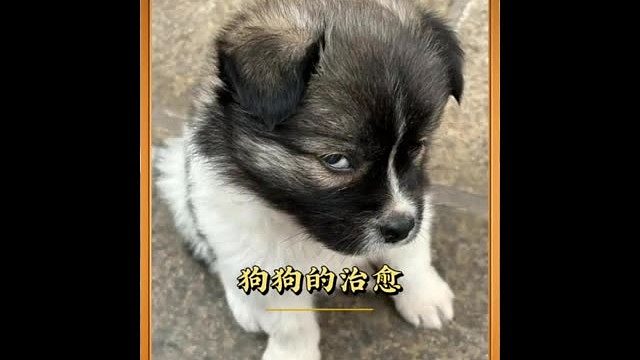 狗狗的奶萌瞬间！！！