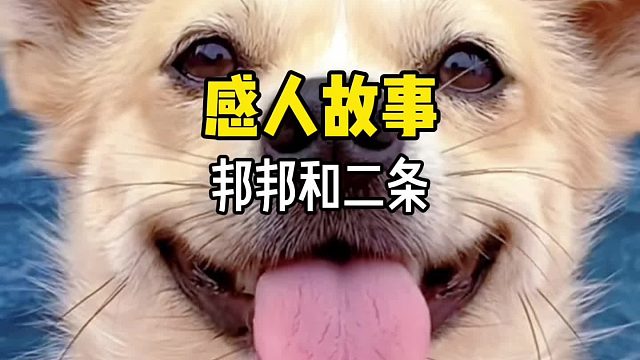 你还记得感动了无数网友的邦邦和二条的故事吗？