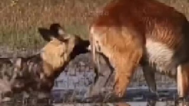 非洲野狗捕猎场面！