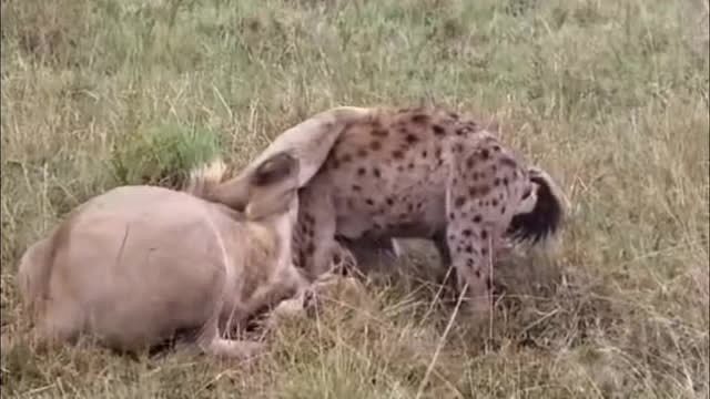 鬣狗被几头雄狮围攻，再也不敢嚣张了