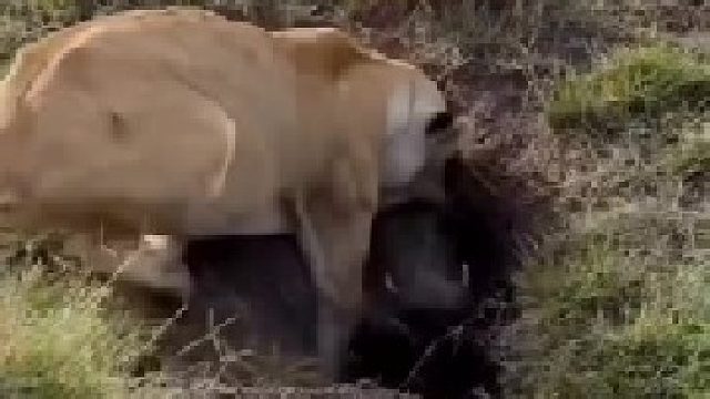 母狮为填饱肚子将疣猪从洞里挖了出来，甚至连小疣猪也不放过
