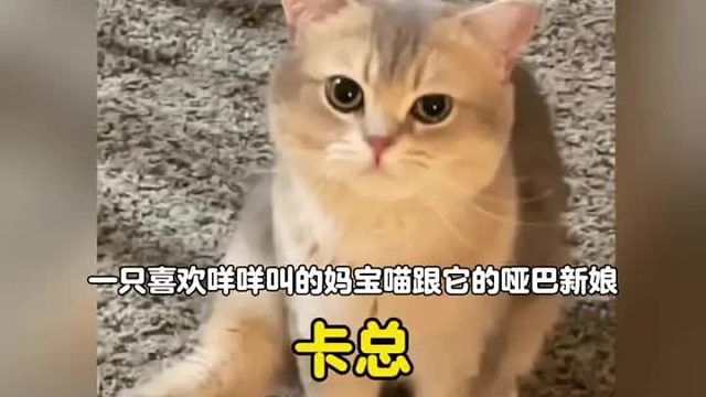 一只喜欢咩咩叫的妈宝喵跟它的哑巴新娘