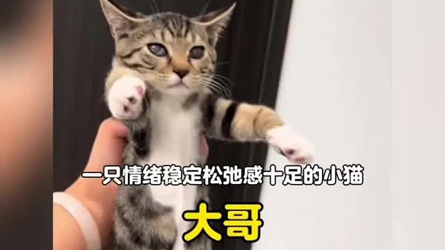 现实版南宫问雅摸谁谁傻，原来这么多年一只错错怪了驴得水