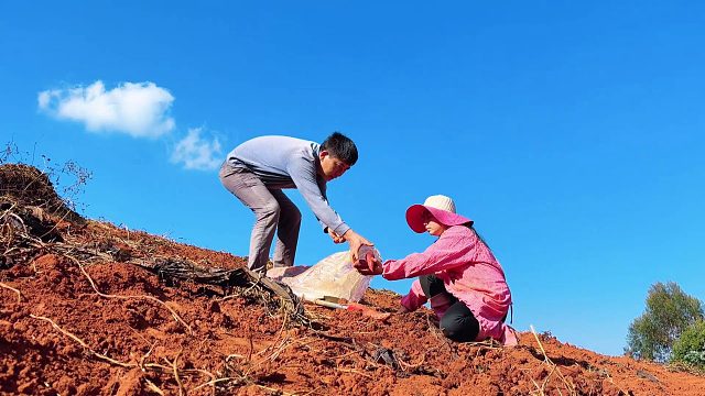 夫妻俩上山捡红薯，几十亩红薯不要钱，免费捡到手抽筋