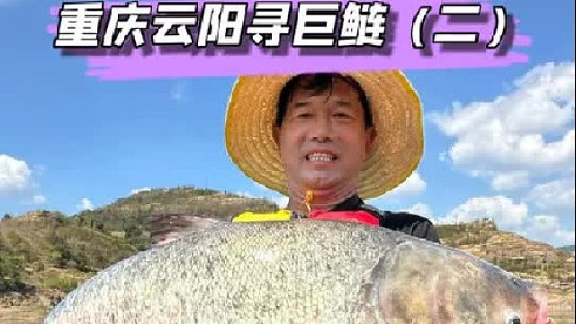重庆云阳挑战野生巨型鲢鳙（二）。