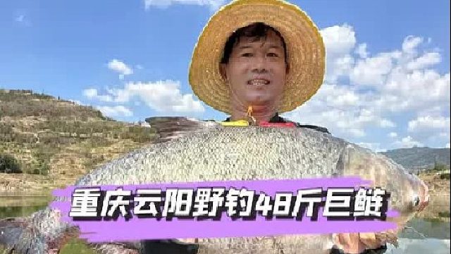 重庆云阳手杆野钓巨鲢。