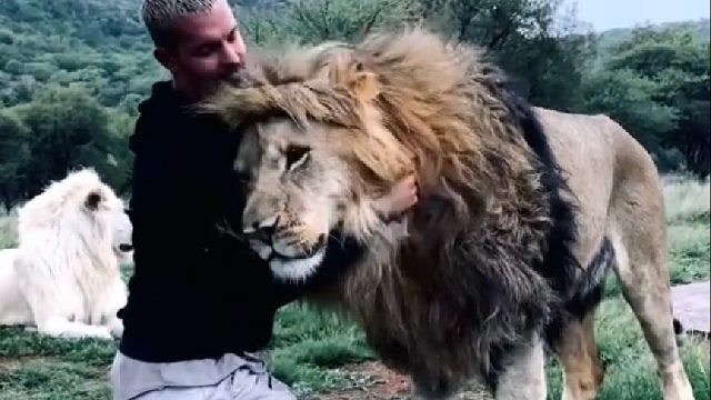 国外小哥在死亡边缘疯狂捉弄狮子，背后竟有着令人感动不已的故事（后续…）