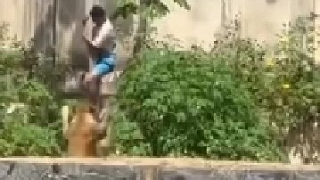 巴西一名19岁精神分裂症患者爬进动物园被狮子咬死！