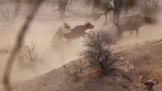 母狮趁牛群混乱逃跑，试图寻找机会捕猎，最后还是失算了！