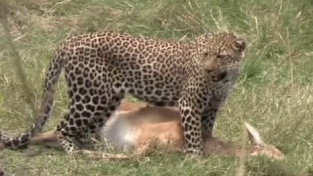花豹捕猎后带着猎物移动！
