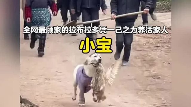 全网最顾家的拉布拉多，凭一己之力养活一家人