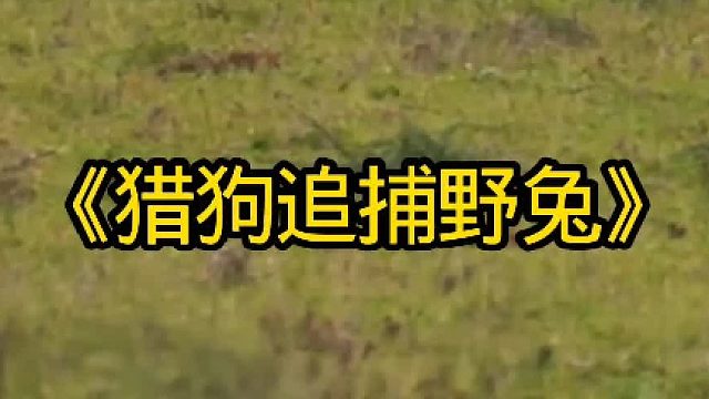 猎狗追捕野兔