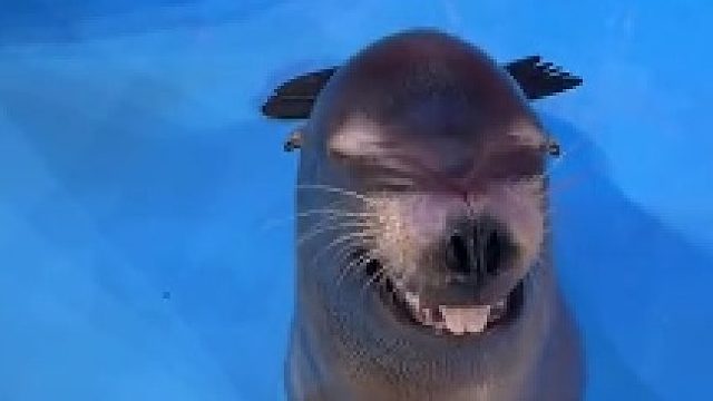 展示技能：牙通牙。