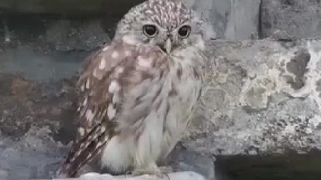 从可爱到冷酷，网友拍到猫头鹰一秒“变脸”！猫字辈的都爱变眼睛