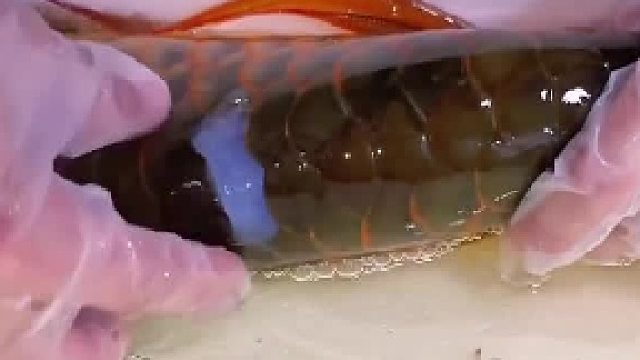 得亏安得及时啊，要不新的就长出来了