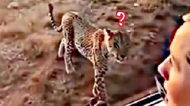 猎豹：没开玩笑，我的晚餐把我的午餐救走了