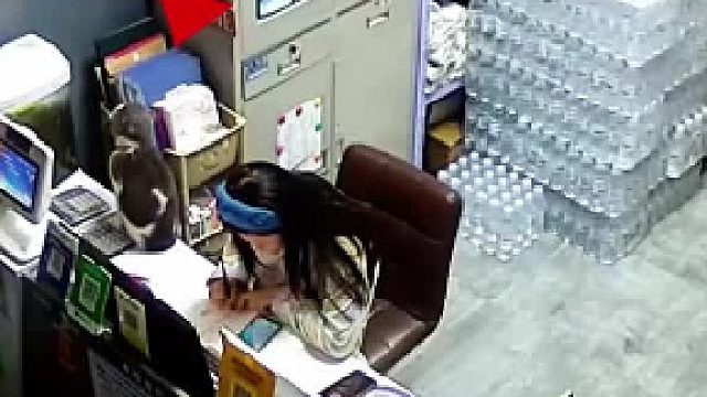 女子做梦也想不到这将是和猫咪最后一次的互动