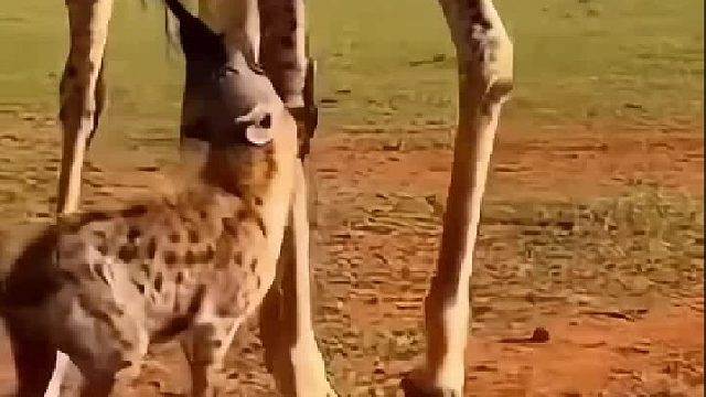 嚣张鬣狗真不知天高地厚。