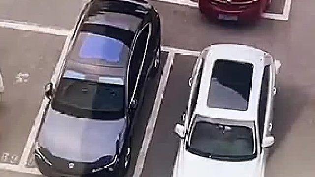 这不是第一次，狗都知道路了