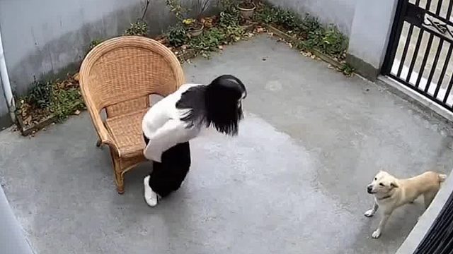 真吓人。椅子怎么爆炸了？狗狗。救了美女。