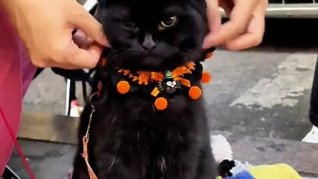 人：咪很不高兴为你服务