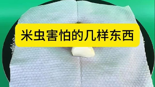 米虫害怕的几样东西