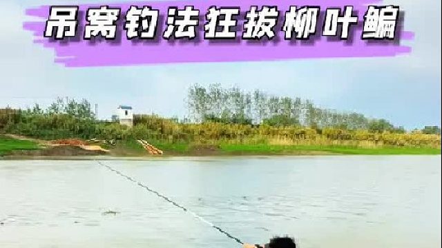 野钓轻松破百斤的吊窝钓法