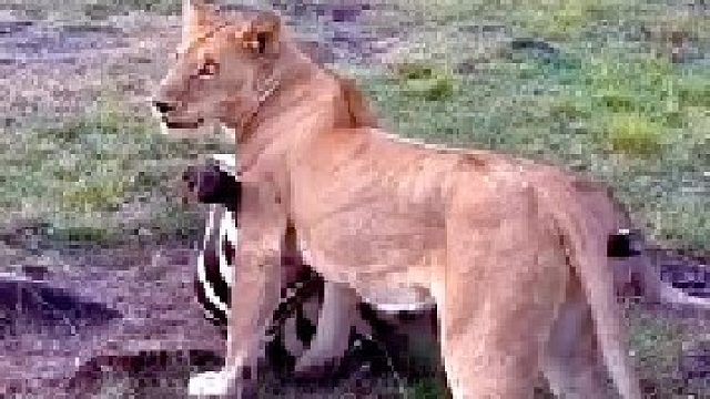 母狮捕猎斑马的精彩瞬间！