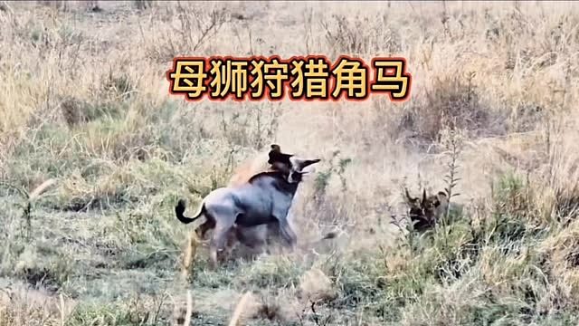 母狮凶猛出击猎角马