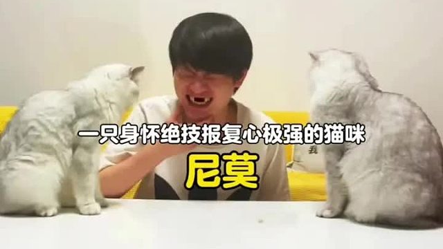 一只身怀绝技报复心极强的猫咪