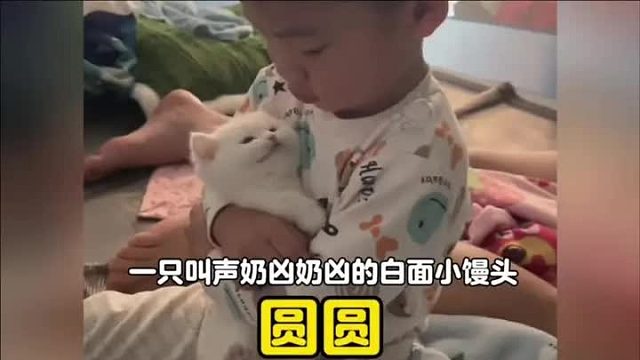 一只奶凶奶凶的白面馒头，鼻嘎点大小叫声跟防空警报似的