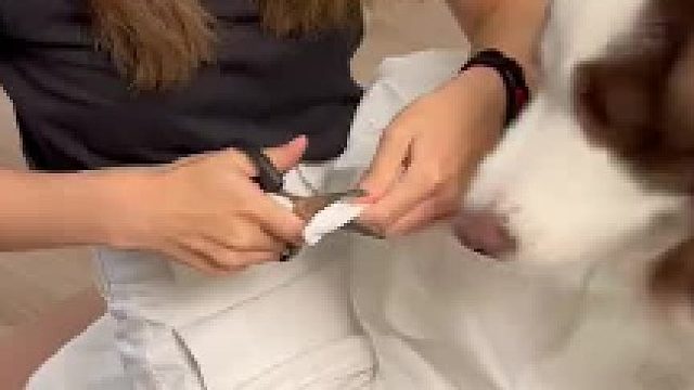 识相的ee见到我小鬼bo已经把肉干都交出来了