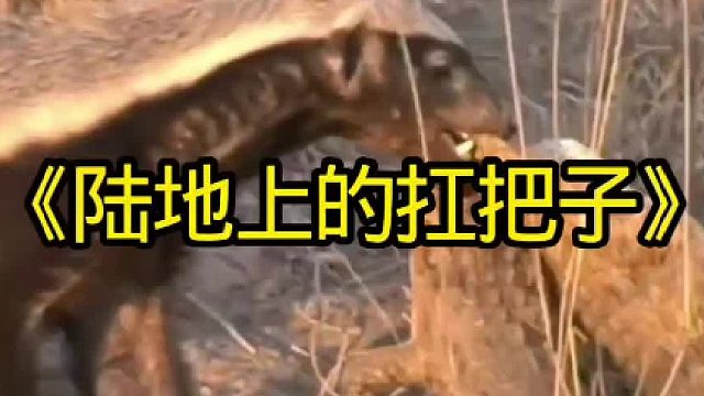 陆地上的扛把子平头哥遇见黑曼巴都不怕