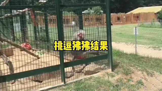 挑逗动物园动物结果被报复