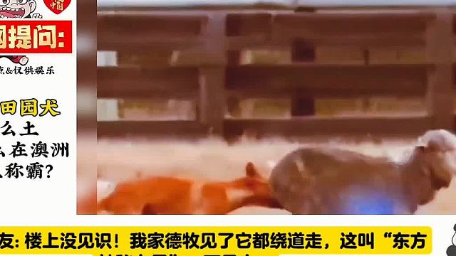 外网提问中华田园犬那么土，凭什么在澳大