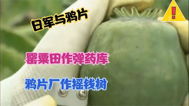 二战鬼子的罪恶
