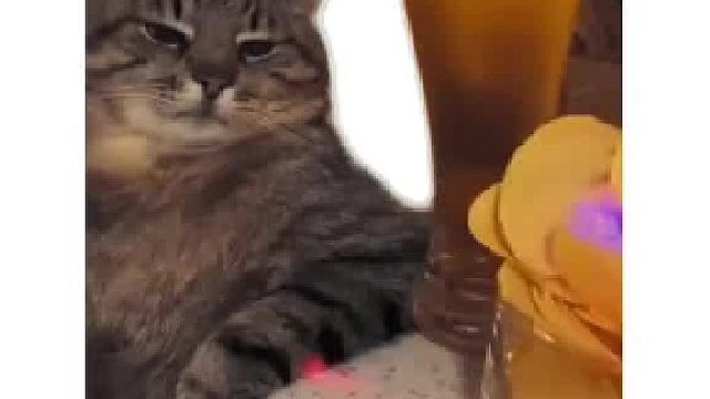 小猫解释什么是异化