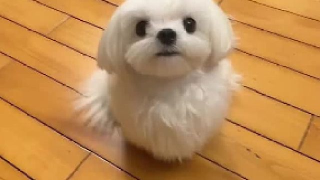 属于养狗人的摇滚来了#全网热点共创计划#