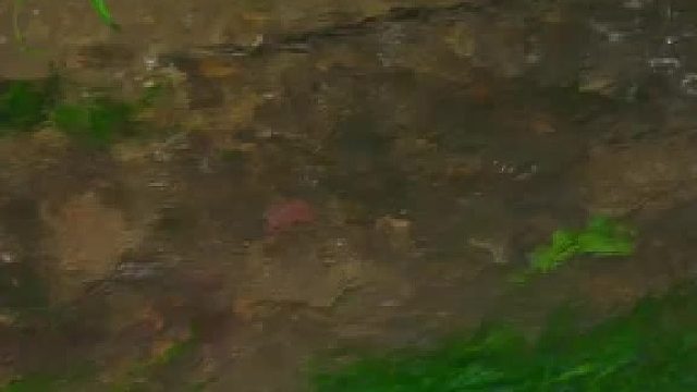 小溪捞河蚬采摘蔬菜，开启冬天的第一顿火锅