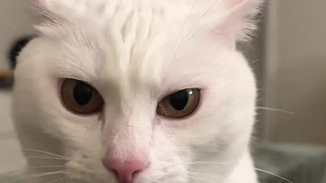 回爷奶家一趟都得肥一圈！