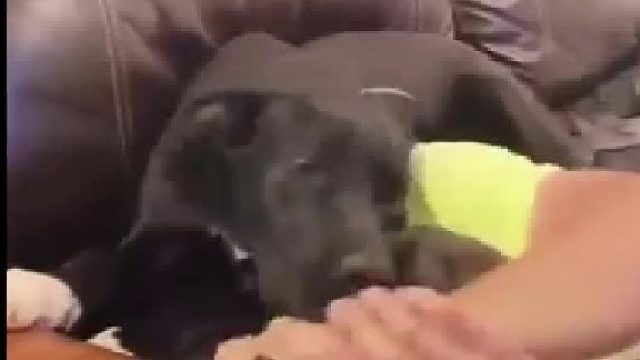 当家里有一只纠缠你的狗狗