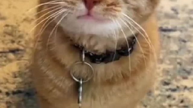 怎么会有那么夹的猫叫得老母亲心都化了