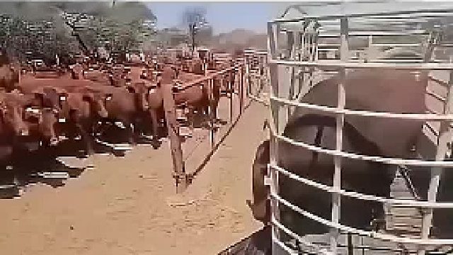 公牛的心理阴影面积