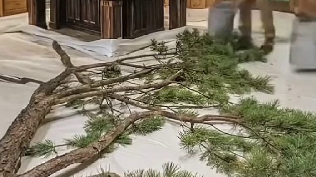 树枝凝固瞬间美呆！地板竟成天然画布！